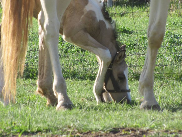 Trying to bend those little knees to get to the fresh spring grass.