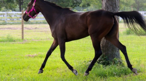 Moving pretty cute for the first time in a pasture in months.