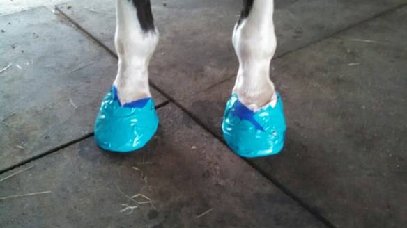 Bru's feet wrapped up once again.