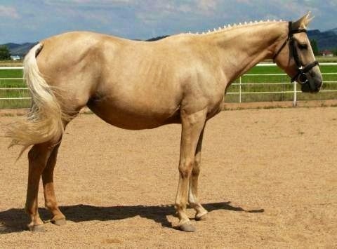 RPSI mare, Blonder Reflection, Betty Sue's grandma.