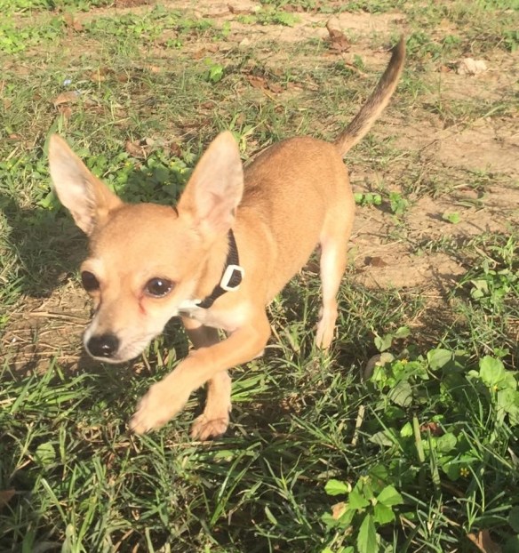 Thin, scared and abandoned on the side of the road, this little guy is all heart.