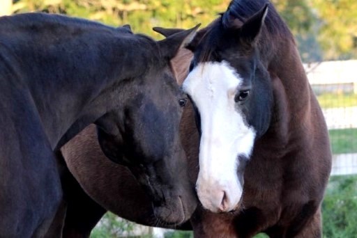 Hershey meeting Prosecco for the first time.