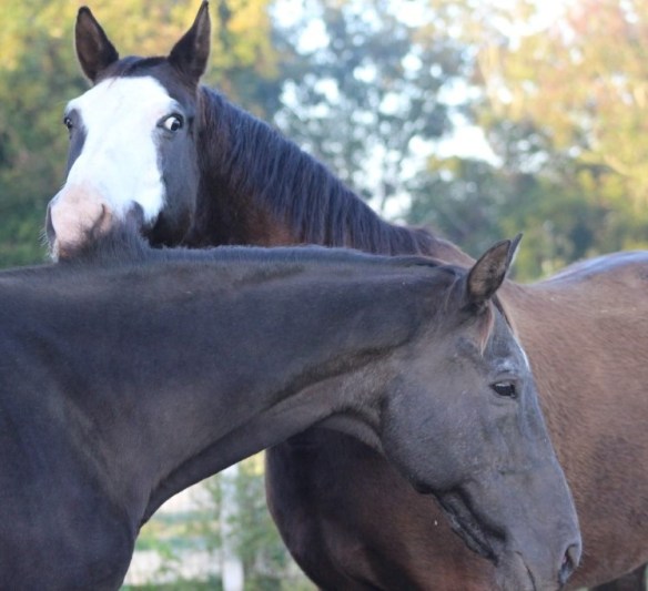 Prosecco questions if this was a good idea.