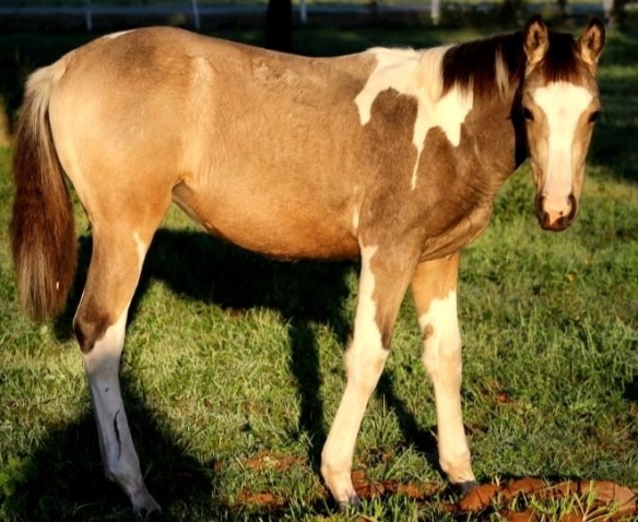 Betty shining in the morning sun. Clearly, butt high.