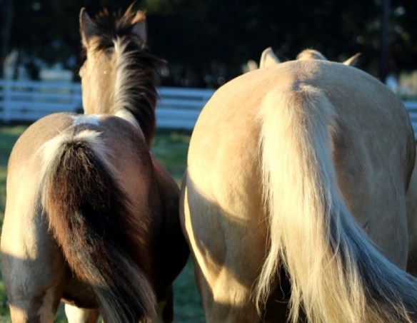 Trotting with Fargo.