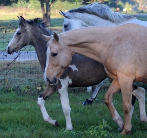Baby Betty as the leader of the pack.