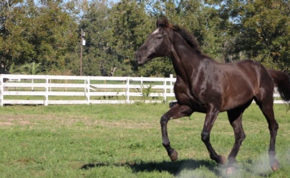 This will be Hershey's last home and I hope everyday is as good as today.