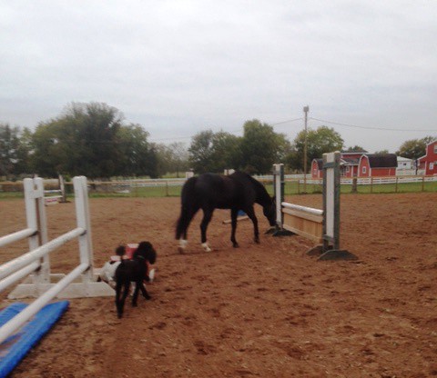 Checking out the jumps.