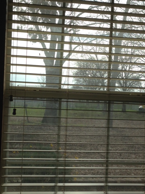 View from my window on this cold day.