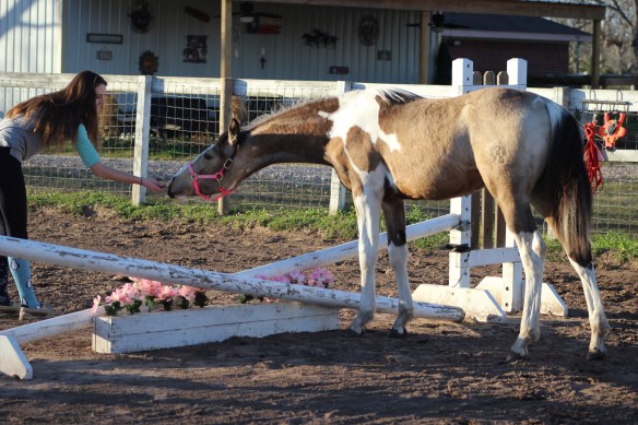 Alex trying to entice Betty Sue over the jump.