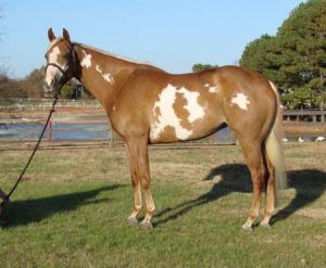 Nova, a paint mare, registered as Investment Art, is a pretty good looking girl.