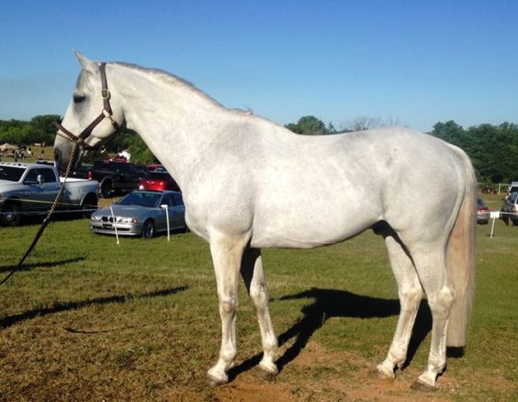 At 16.3, this is a big, solid boy reminiscent of his sire Flagmount King