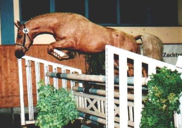 Fargo's sire Blonder Hans