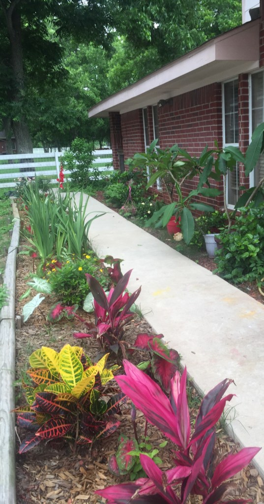 The rain has done good things for my flowers. 