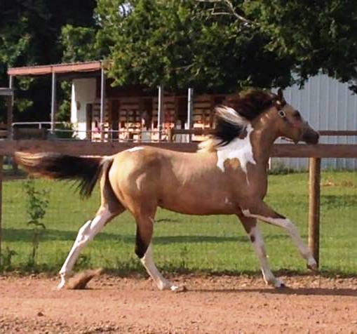I love the white streak in her man and that her tail has the white tip at the end.
