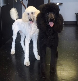 Maui Jim is a skinny puppy but OMG look at those feet!! He is going to be bigger than his brother!