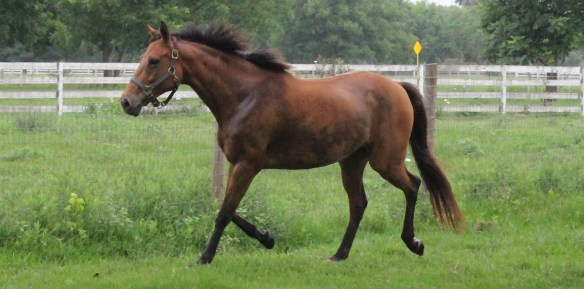 Catch My Kisses showing off in the pasture.