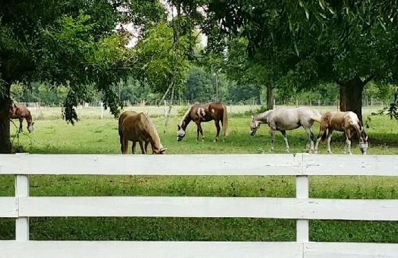 We were able to let all the girls out together for the first time-and everyone got along!!