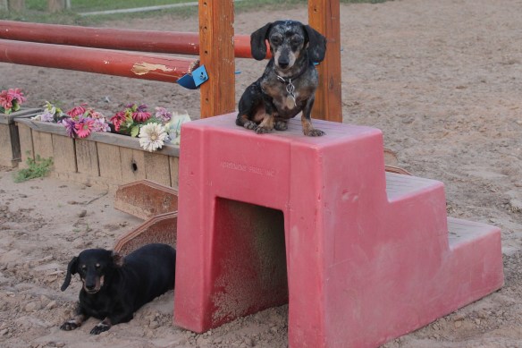 Newcomer Sammi Dee is taking over the job of watching the horses in the arena. Lula is ever loyal at her side.