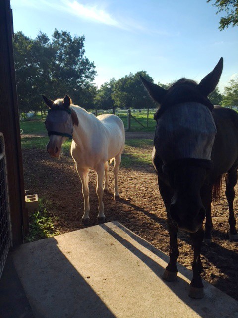 Patch with new buddy Hershey.