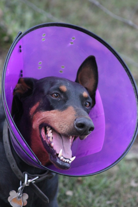 It's all fun and games until someone has to wear the cone!