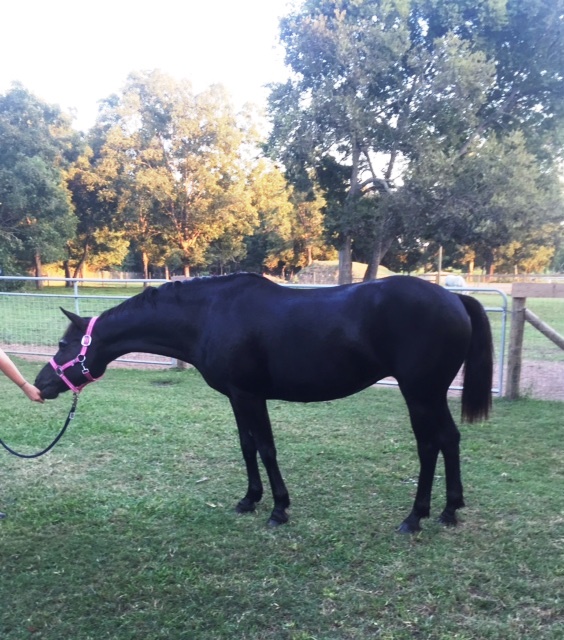 Looking pretty well fed these days-our rescue pony Jete'.