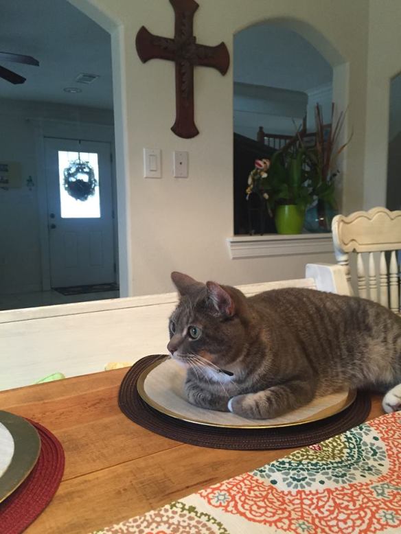 Levi lying on the Thanksgiving table.