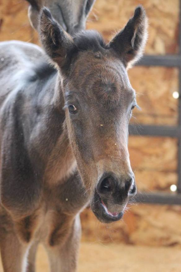 12920378_1002979619778864_541198398156656381_n