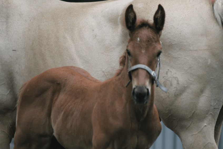 Baby Sims at one month. He has a number 1 on his head-Harry Potter Fans.