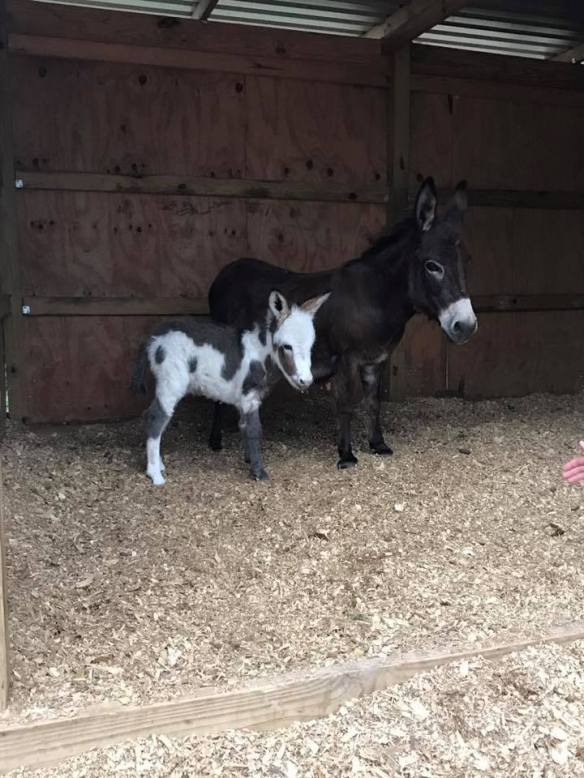 17098486_10212211916323569_8114774150950699078_n