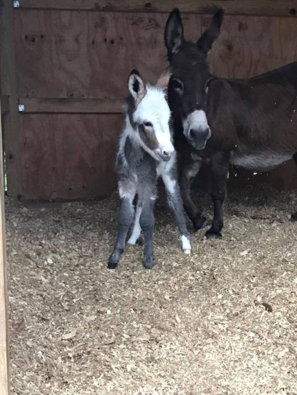 17098513_10212211916363570_6295164762327705695_n